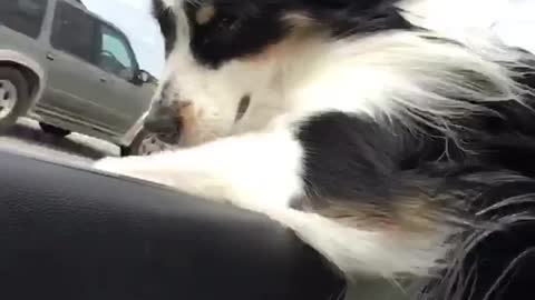 Music long hair australian shepherd sticks head out car