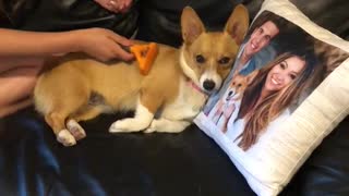 Corgi Being Pampered