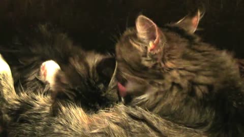 Mama Cat Licking a Baby Kittens very cute