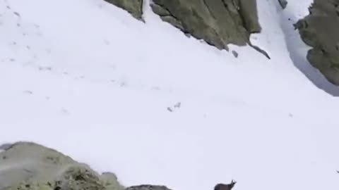 Goat Setting Land Speed Records