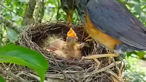 Love for bird childeren 🥰.Mother bird in her Nest. Work of a mother bird. Really so amazing scener.