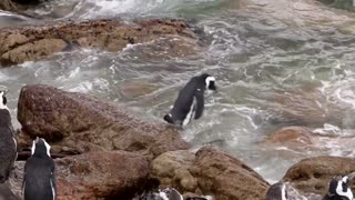 Shedd and SANCCOB Rescue Abandoned African Penguin Chicks