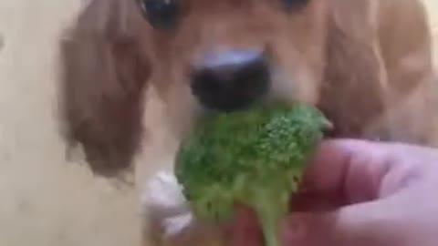 The dog and the broccoli
