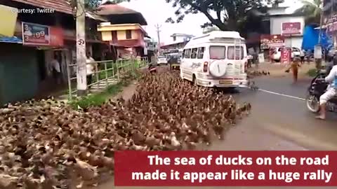 5000 ducks on road ( traffic jam due to ducks)