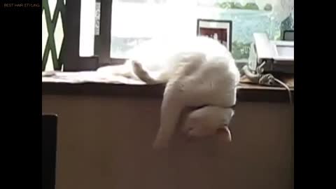 Sleepy Cat Falls Off Table