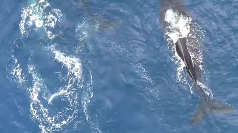 Some whales swimming