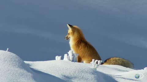 Fox dive head first