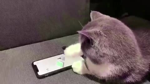 A cat that can play games.