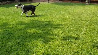 Bull Terrier running