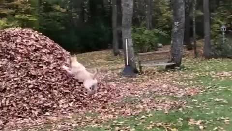 JUMP IN TO LEAVES