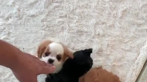 Cute puppies