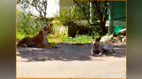 Look at this funny dog how scared he is after seeing this fake lion