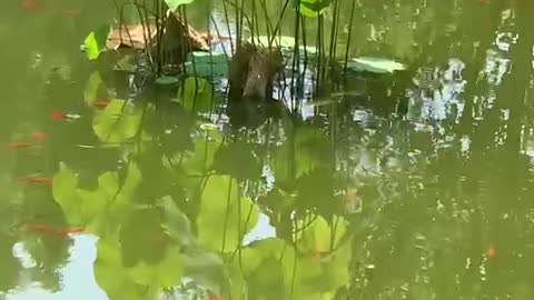Goldfish under lotus