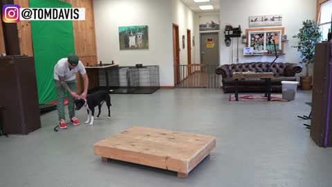 How to Train All Dogs The Basics