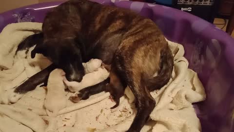 Momma Brindle cleaning pups