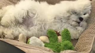 Cute fluffy white dog lays in tan dog bed with stuffed animals