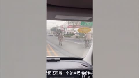 Burro a la fuga de restaurante para salvar el pellejo triunfa en redes chinas