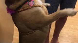 Dog dances in hula skirt