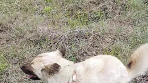 Korean Jindo enjoy pooping in the walking