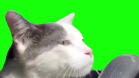 Cat Driving Car | Green Screen Template