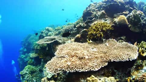 Magische Unterwasserwelt, wunderschöne Korallenriffe