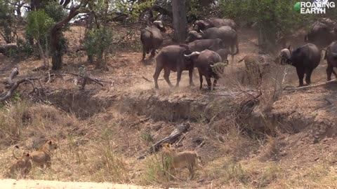 Buffalo Stuck & Cornered by Lions Calls for Backup