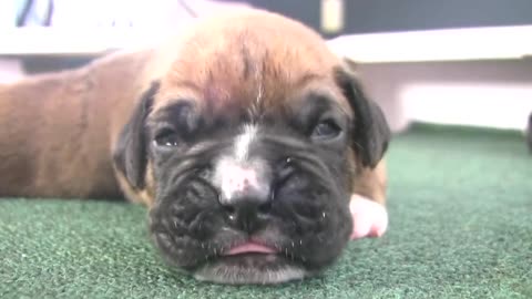 Boxer Puppies Begin to See (in HD)