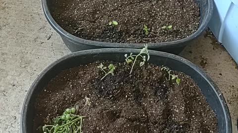 Transplant #7-Cherry Tomato babies planted in a container in 108F heat