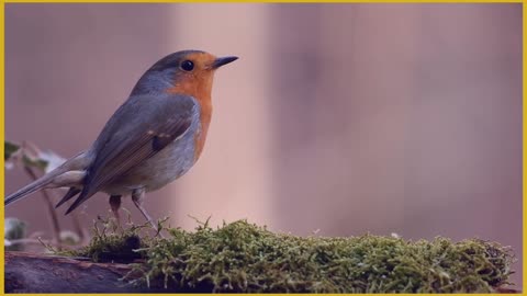 A Beautiful Robin SongBird