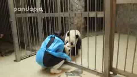 Panda Kipper gives the baby cub