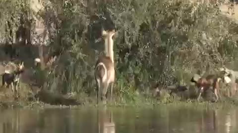 The unlucky antelope, on the shore, is chased by wild dogs, in the water, the hippopotamus attacks