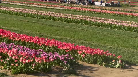 Our Holland Ridge Tulips Experience