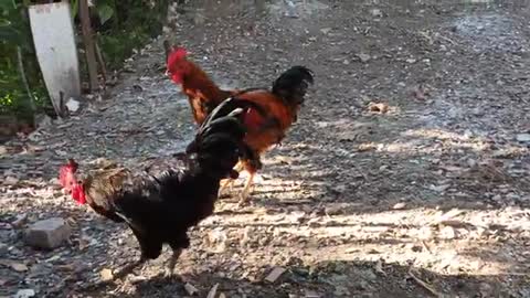 Chicken Song and Dancing Rooster - Funny Chicken Dance