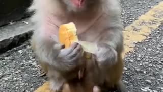 Cute Baby Monkey Eating Video