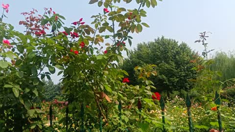 A flower grows outside the fence