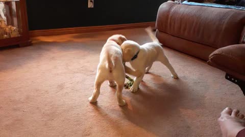 Lucy & Linus playing