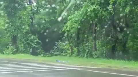 The tiger is crossing the road in the rain