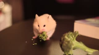 Hamster Eating Broccoli | Cute Rodent Eating Like Vacuum Cleaner