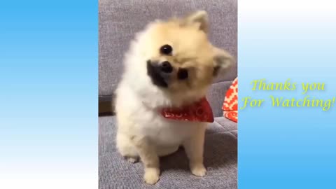 Cute Pets And Funny Animals Compilation | PositiveVibes92