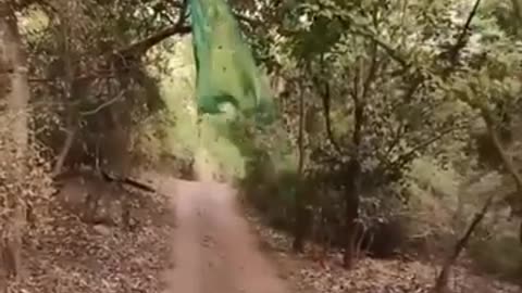 Peacock taking long flight #shorts #viral #shortsvideo #video