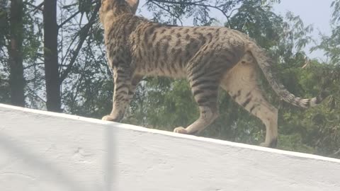 Maru the Cat. Street cat enjoying walking 🐈 on the wall @mr.beast