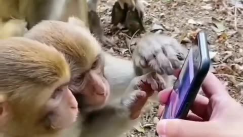 Monkey funny video 2024 / animal funny video/ naughty monkey