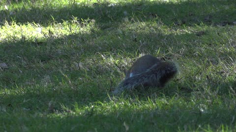 Squirrels are making fun in the park