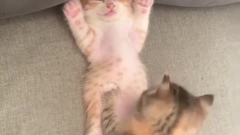 Funny Cat Videos New 😹 #funnycats #cutecat #catlover