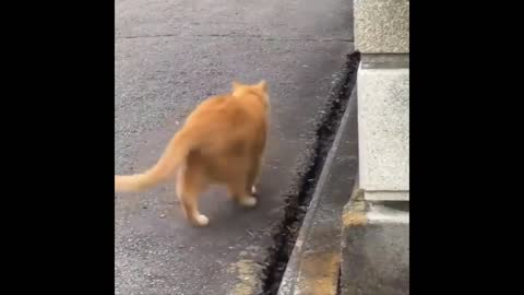 Cat Playing with Snake!!