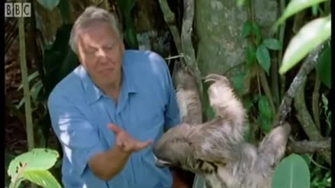 David Attenborough on Veganism