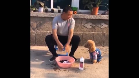 Don't 🤣🤣🤣laugh 😆 on doggy costumer in 2024 / millions views video