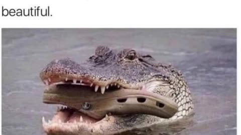 Crocs #shorts #memes #puns #funny #silly #nature #animals #biology