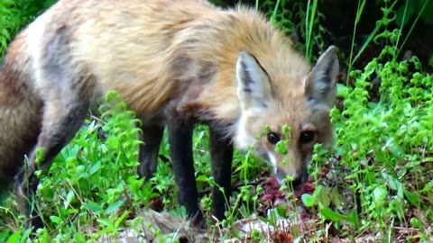 Fox eating roadkill