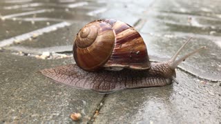 Amazing Turkey Bartin Snails After Rains